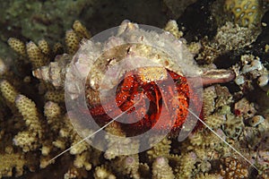 Hermit Crab, Kapalai Island, Sabah