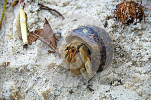 Hermit crab lat. Paguroidea  walking on sand