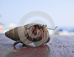 Hermit crab in Mirissa, Sri Lanka