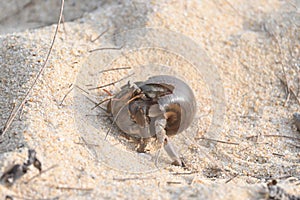 A hermit crab, nearly extinct animal, in a brown sea shell walking on a beautiful tropical white sand beach