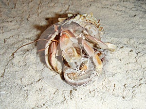 Hermit crab, night, Fihalhohi, Maldives