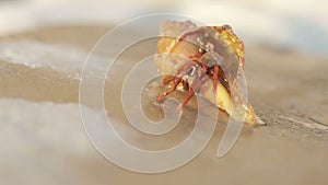 Hermit crab, pagurian