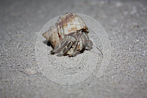 Hermit crab - Paguroidea