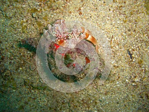 Hermit Crab (Paguroidea)hermit in the filipino sea 28.11.2012