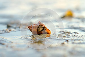 Hermit Crab or Paguroidea in a shell on tropical beach, close up sea life