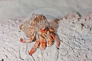 Hermit Crab - Pagurus Bernhardus