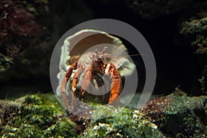 Hermit crab (Pagurus prideaux).