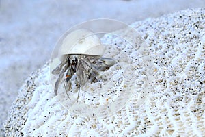 Hermit crab
