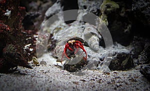 Hermit crab red color in shell at bottom of sea