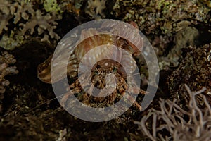 Hermit Crab in the Red Sea