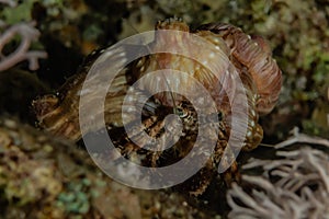 Hermit Crab in the Red Sea