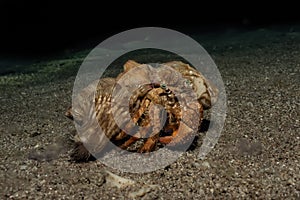 Hermit Crab in the Red Sea