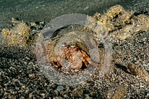 Hermit Crab in the Red Sea