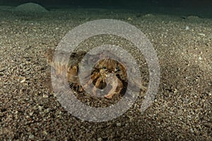 Hermit Crab in the Red Sea