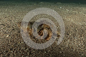 Hermit Crab in the Red Sea