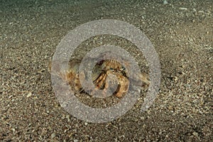 Hermit Crab in the Red Sea