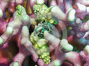 A Hermit Crab in the Red Sea