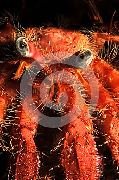 a hermit crab on a reef in the caribbean