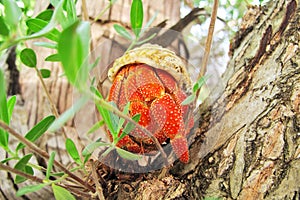 Hermit crab rest on the limb