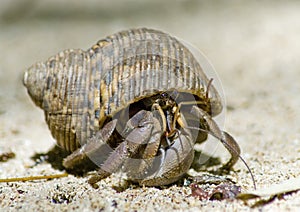 Hermit crab on the sand