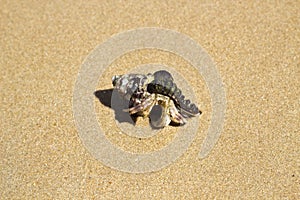 Hermit crab sand