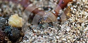 hermit crab in the sand