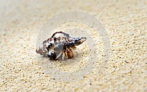 Hermit crab on sand at beach