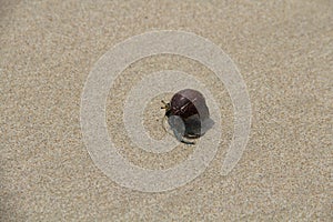 Hermit crab on sand beach