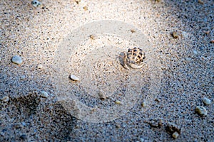 Hermit crab in sand