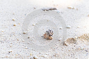 Hermit crab in sand