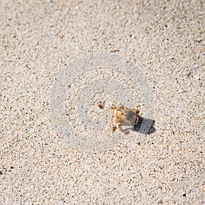 Hermit crab in sand