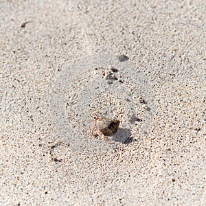 Hermit crab in sand