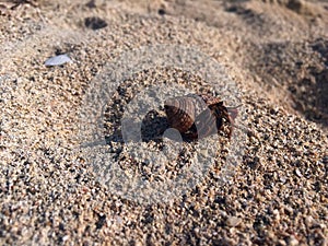 Hermit crab on the sand