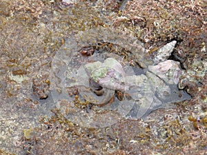 Hermit crab in the sea