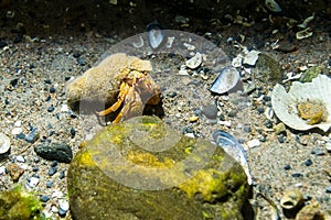 A hermit crab on the sea bottm