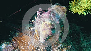 Hermit Crab & Sea Urchin Critters Interacting Close Up Underwater On Coral Reef