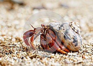 Hermit crab in a seashell in detail view