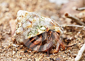 Hermit crab in a seashell in detail view