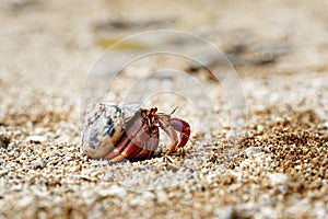 Hermit crab in a seashell on the move