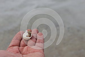 Hermit crab Select focus Diogenes, pagurian, soldier crab on hand