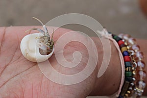 Hermit crab Select focus Diogenes, pagurian, soldier crab on hand