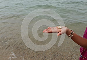 Hermit crab Select focus Diogenes, pagurian, soldier crab on hand