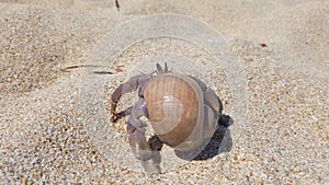 Hermit crab with shell crawling on sand