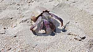 Hermit crab with shell crawling on sand