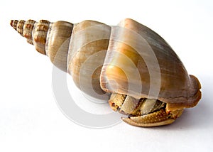 Hermit Crab in Shell isolated