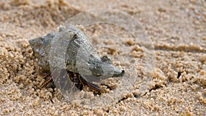 Hermit crab in shell on sand beach