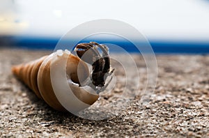Hermit crab in the shell, with selective focus.