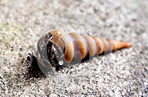 Hermit crab in the shell, with selective focus.