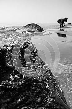 Hermit crab shells on rocks along shoreline with young boy in background