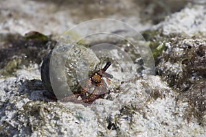 Hermit crab on the shores of the Indian Ocean at low tide